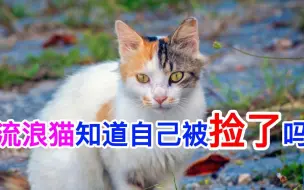 Video herunterladen: 流浪猫知道自己被捡了吗