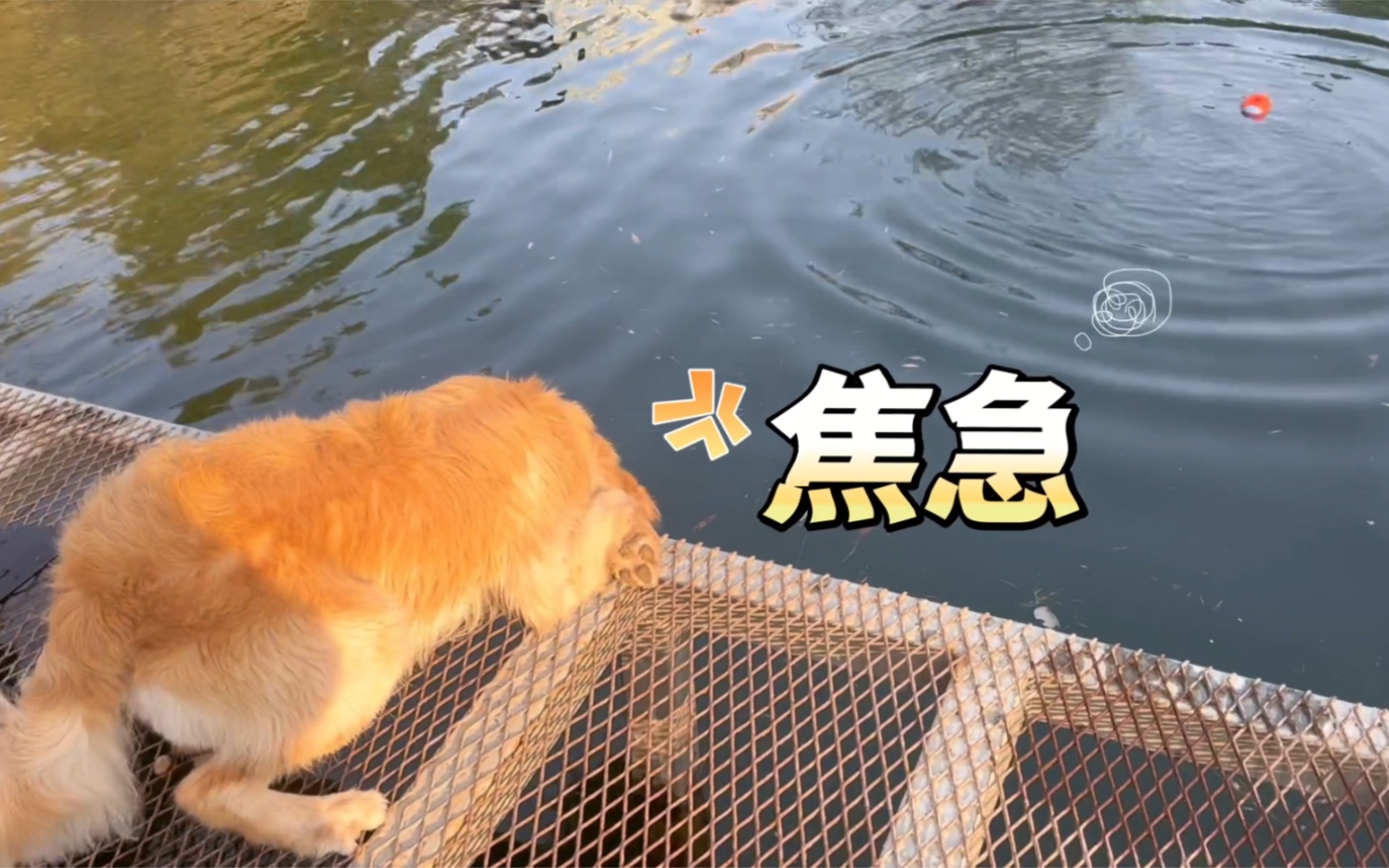 水猎犬装怕水?走你!哔哩哔哩bilibili