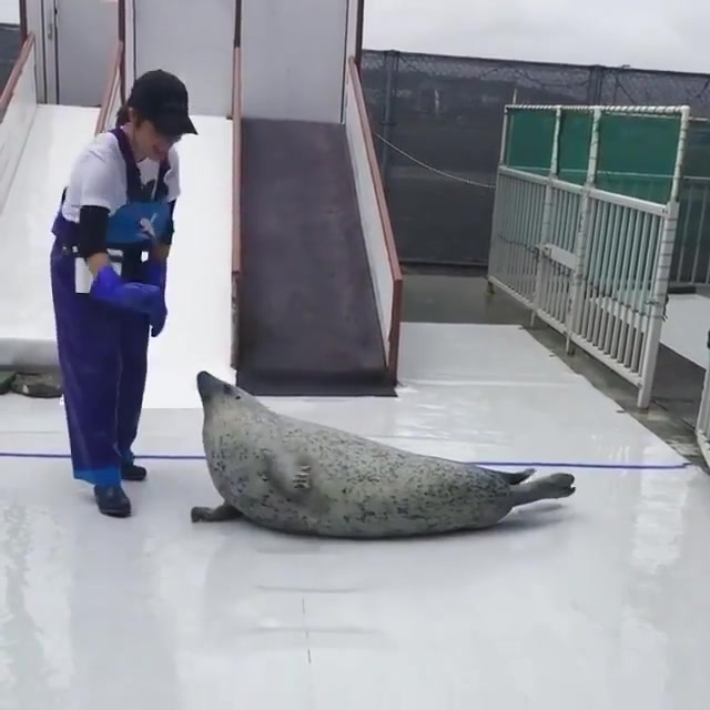 【海豹】大海豹拍肚皮