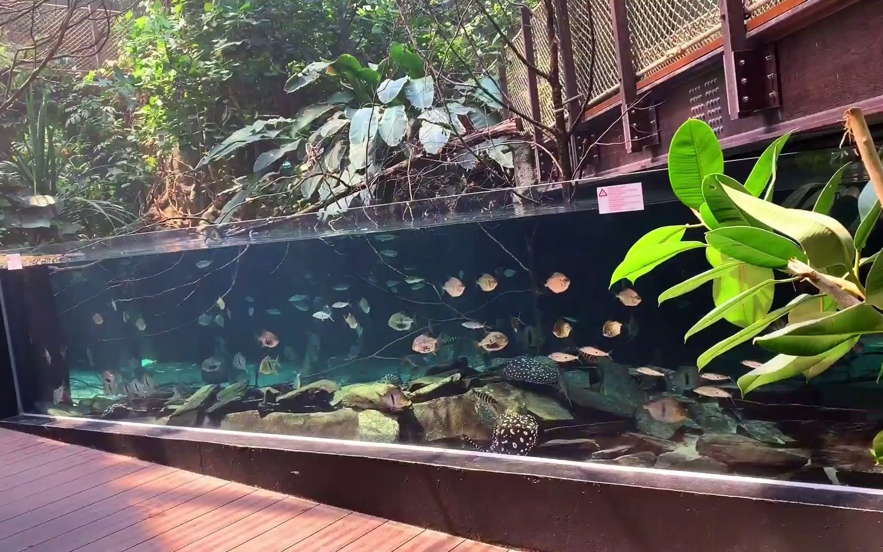 100000升亚马逊鱼缸水底世界能看一整天