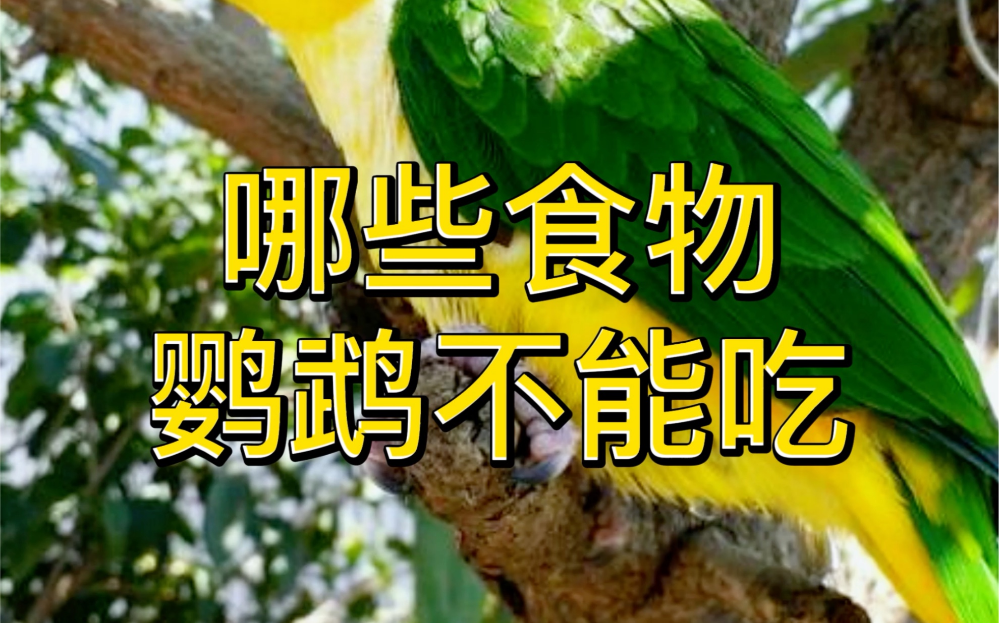 哪些食物鹦鹉不能吃