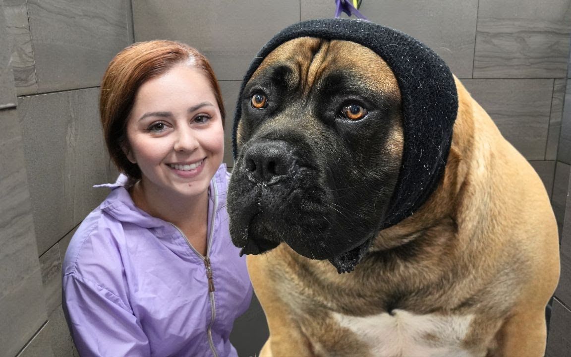 给波波狗(boerboel,南非敖犬)洗澡澡73