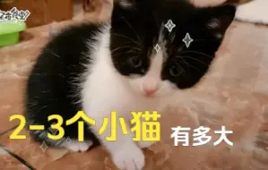 Download Video: 2-3个月小猫有多大，如何正确喂养呢