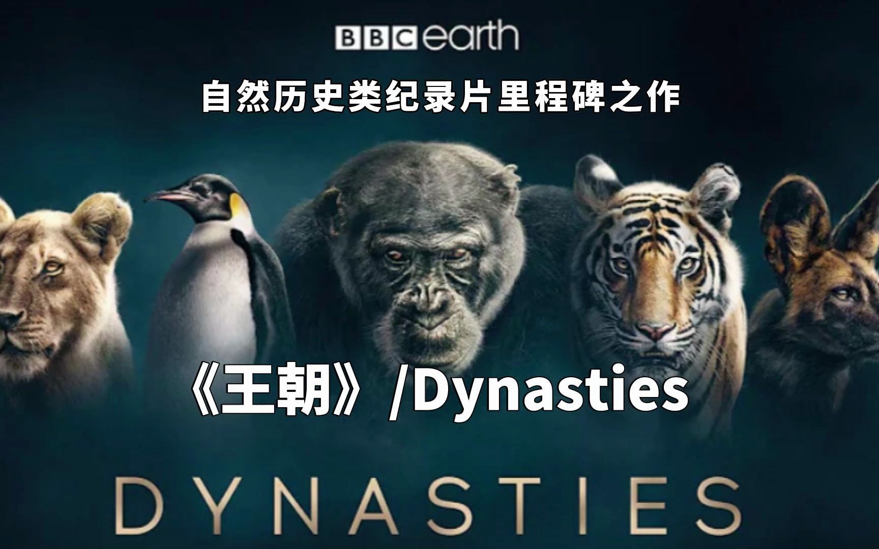 孩子必看的纪录片!BBC Earth自然纪录片里程碑之作《王朝/Dynasties》,每一帧都绝美震撼哔哩哔哩bilibili