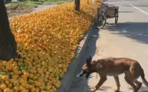 Скачать видео: 广西绿化带