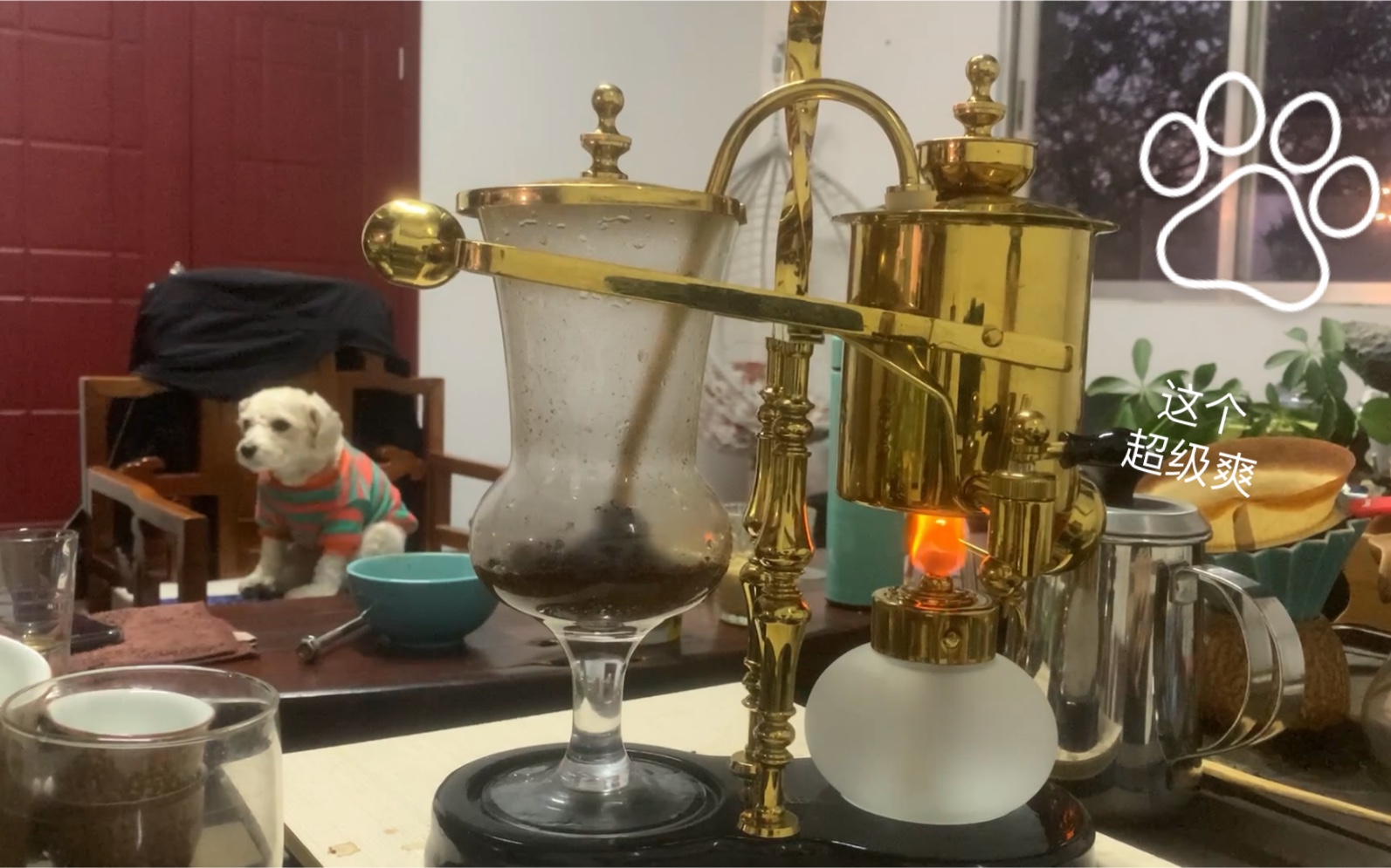 全自动比利时皇家虹吸壶