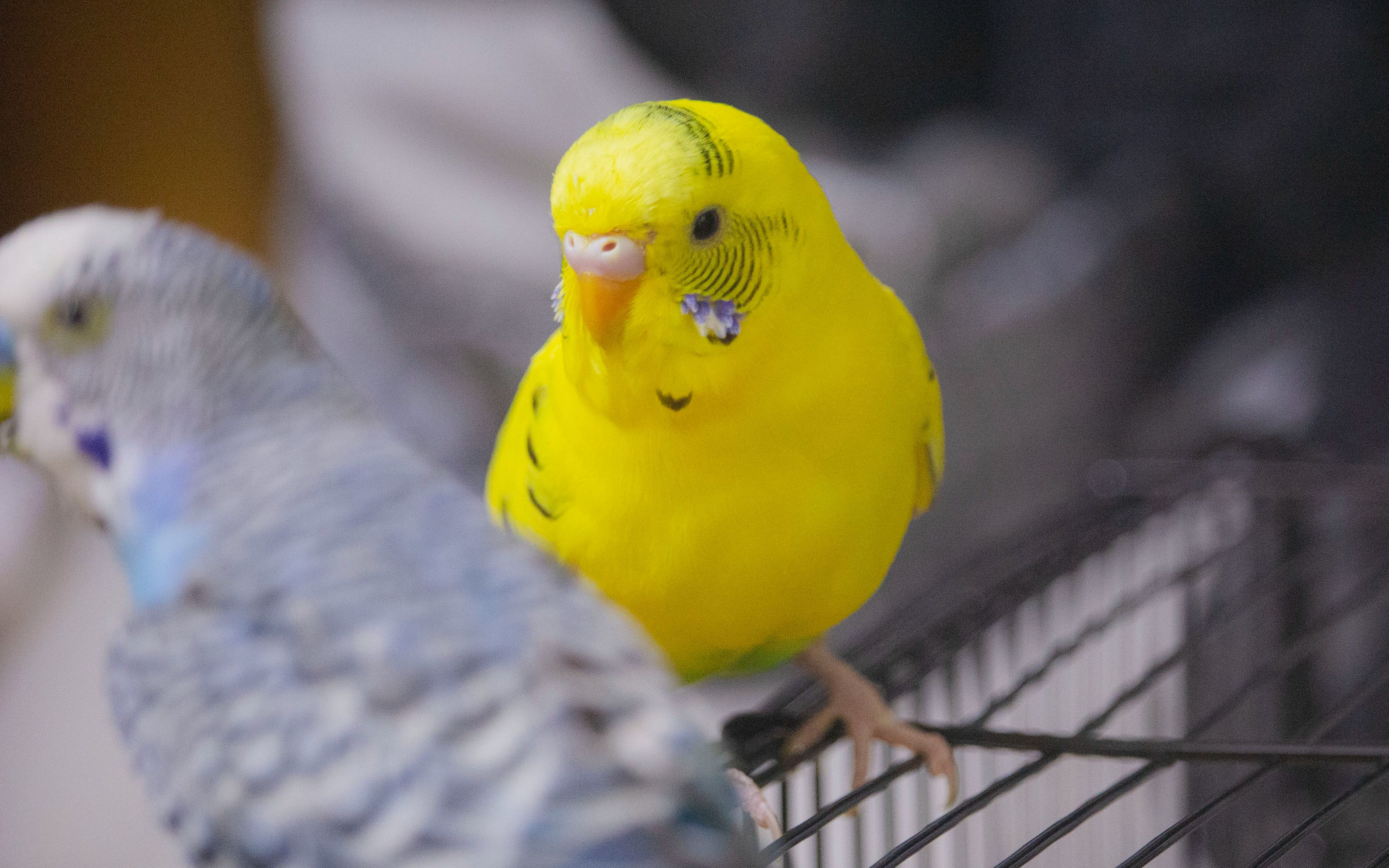 虎皮鹦鹉了解一下小黄犯傻实录