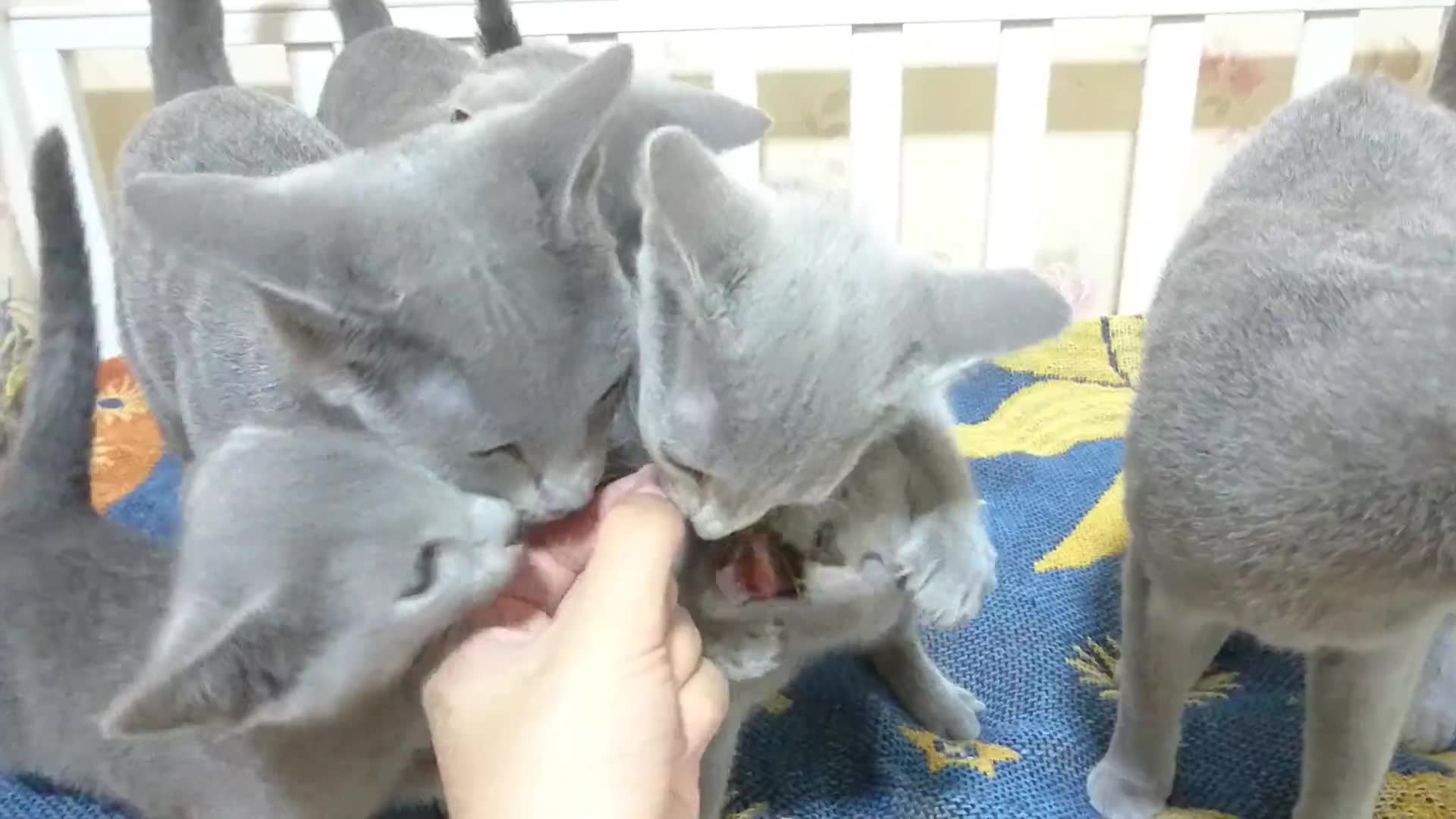 【俄罗斯蓝猫】俄蓝日常投食~Russian Blue 俄蓝成都 Alina哔哩哔哩bilibili