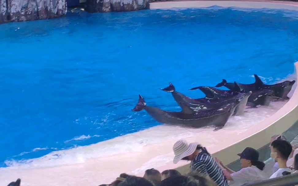长隆海洋王国海豚表演图片