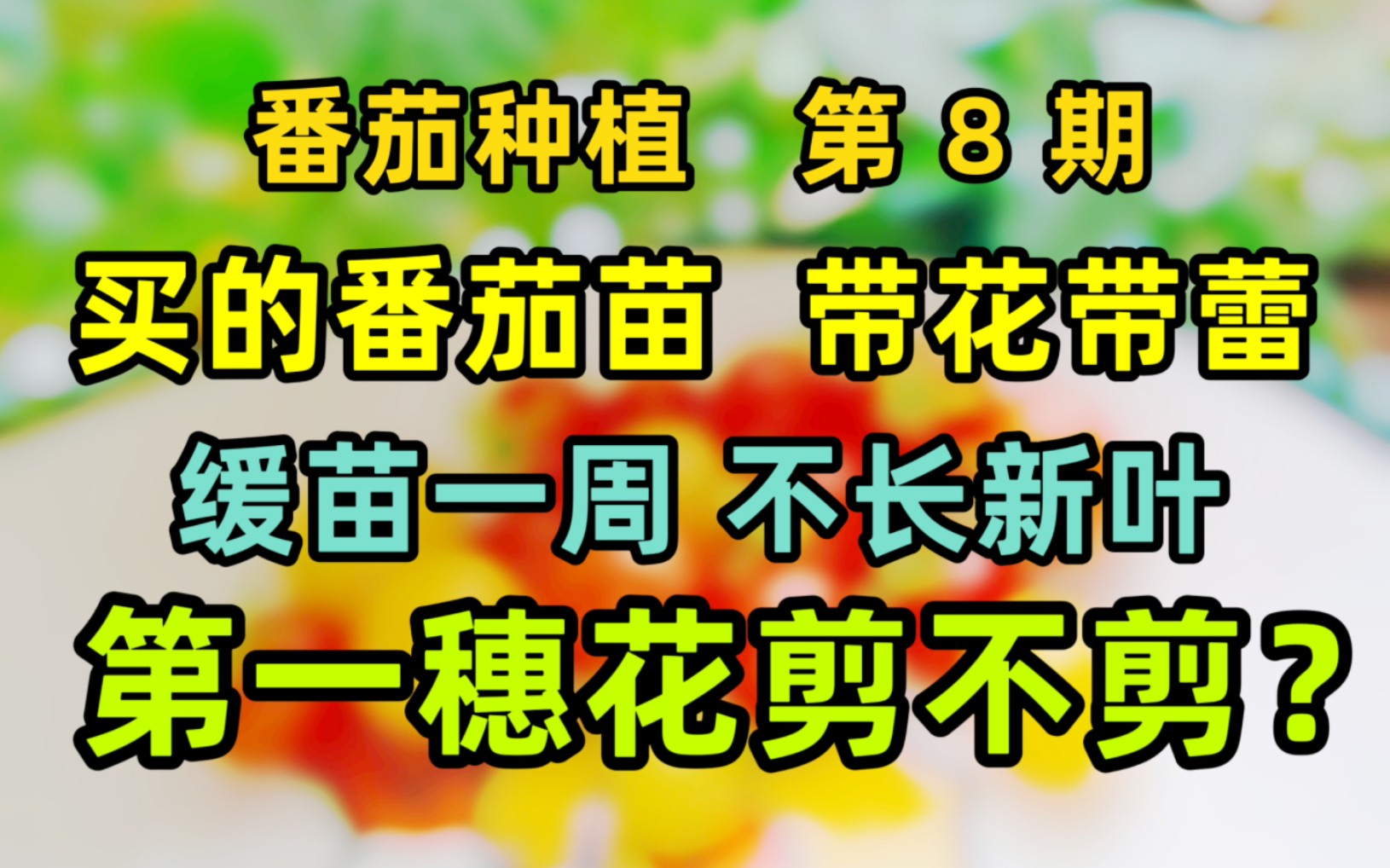 番茄第一穗花剪不剪?缓苗不长新叶怎么办?哔哩哔哩bilibili