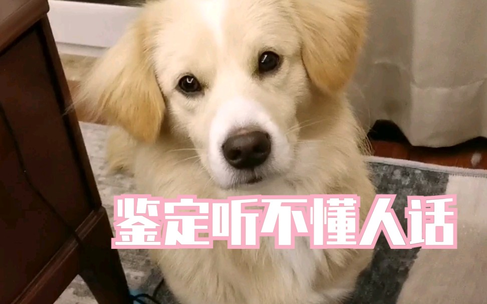 【田园串串】真的听不懂人话,我放弃了