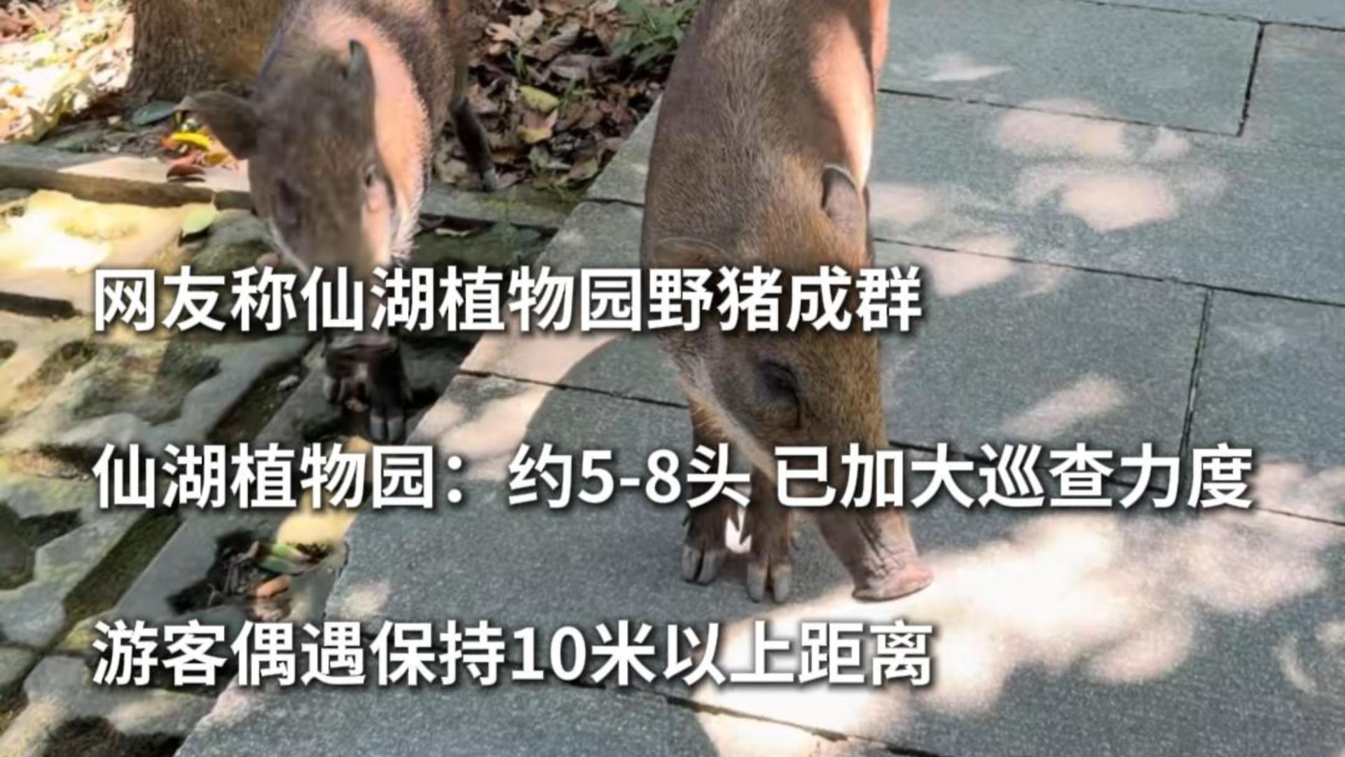 网友称仙湖植物园野猪成群，仙湖植物园：约5-8头，已加大巡查力度。游客偶遇保持10米以上距离，切勿投喂、围观、惊扰