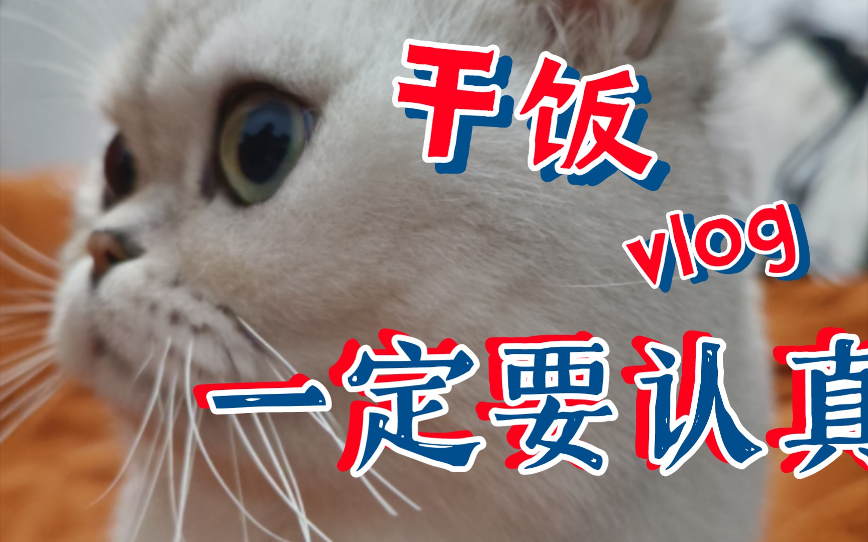 认真干饭的小猫咪