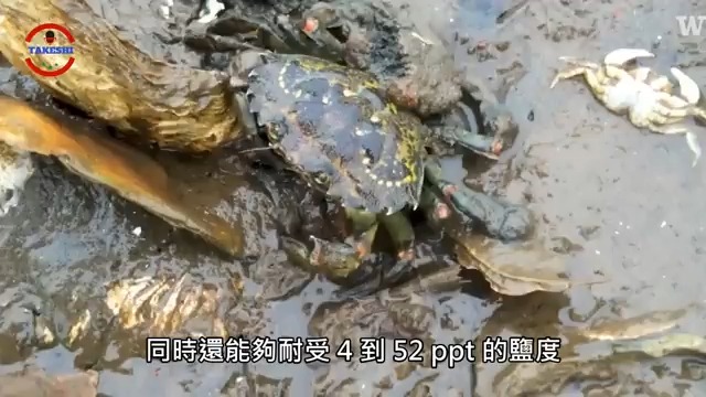 [生物放大镜] 使欧美崩溃的生物入侵之战 | 瞬间消失数十亿只的生物 | 入侵南极洲的神秘巨人哔哩哔哩bilibili