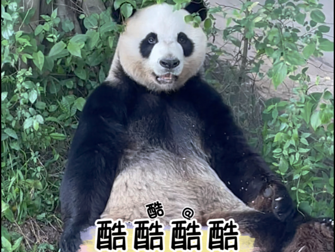 大熊猫酷酷 树荫下吃窝窝头的酷酷耶7099#长隆野生动物世界