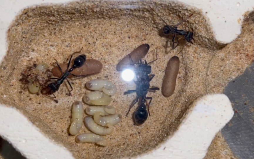 【黑梨牛蚁,梨形牛蚁的第336天】终于要雄起了,男足加油!