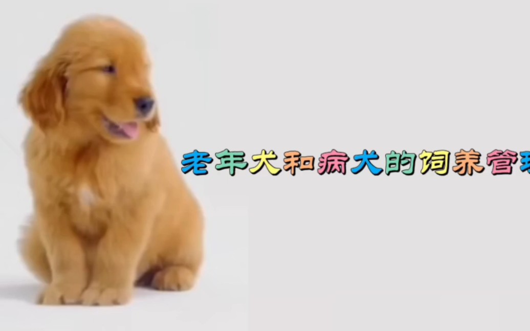 老年犬和病犬的饲养管理哔哩哔哩bilibili