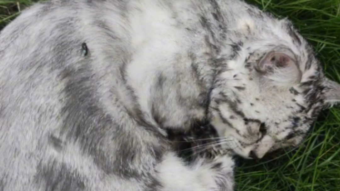 [图]希望每一只流浪猫都可以遇到爱它的人