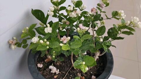 记录我养的花67 好一朵美丽的芙莉花 洁白芬芳人人夸 哔哩哔哩 Bilibili