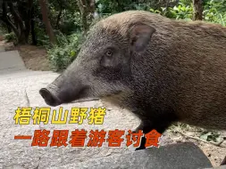 梧桐山野猪一路跟着游客讨食