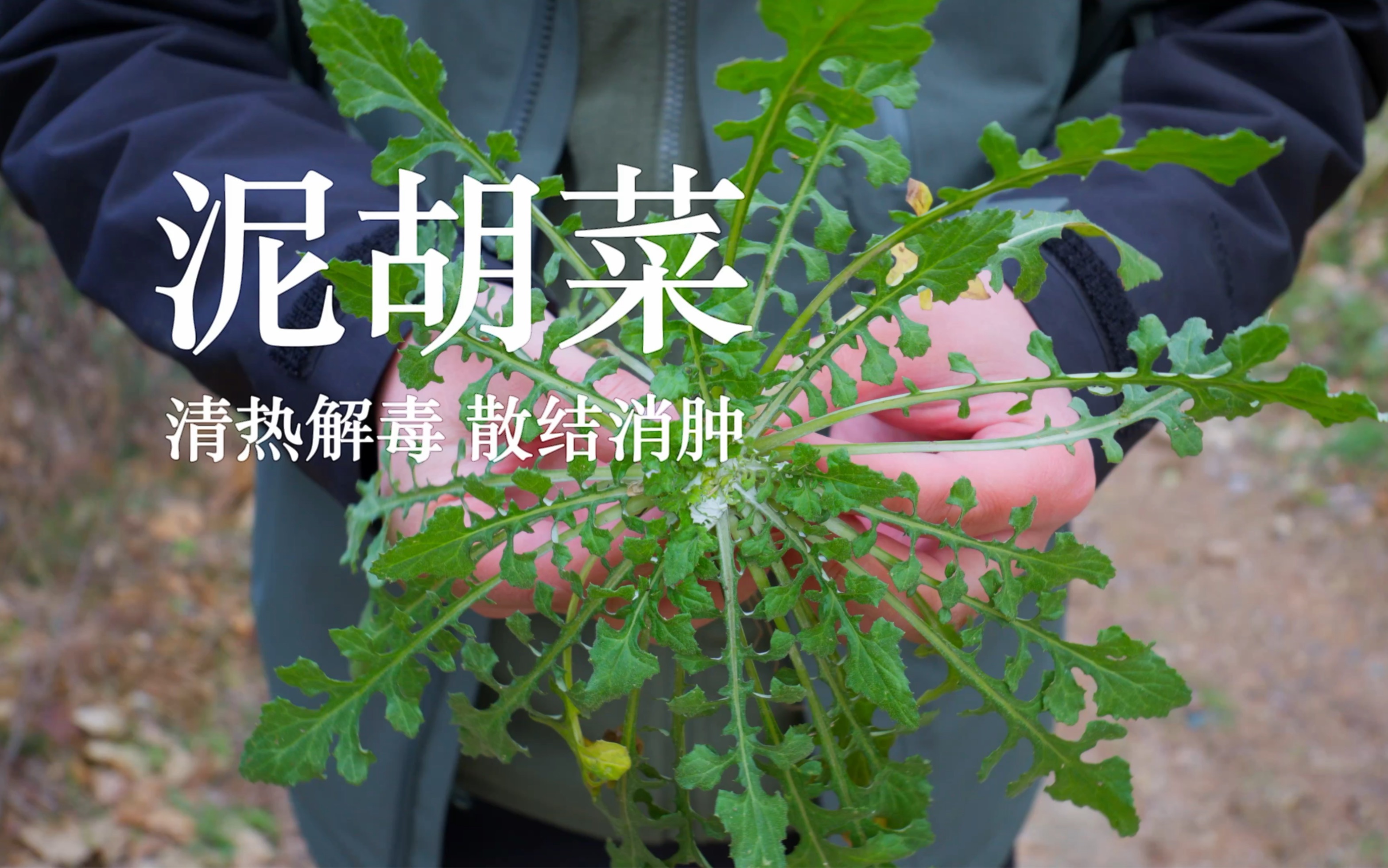 [图]【泥胡菜】春天随处可见的泥胡菜，即是野菜，又是药材