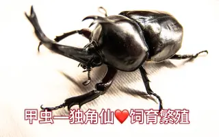 甲虫繁殖 哔哩哔哩 Bilibili