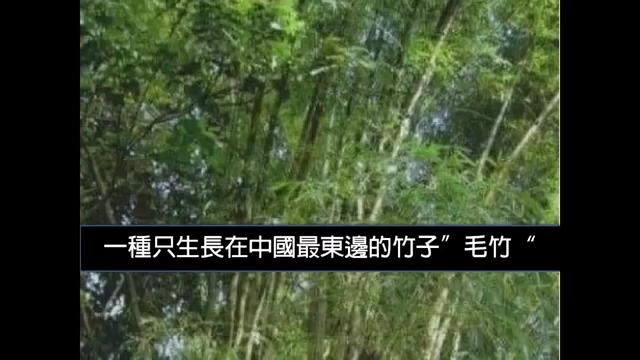 毛竹的生长历程哔哩哔哩bilibili