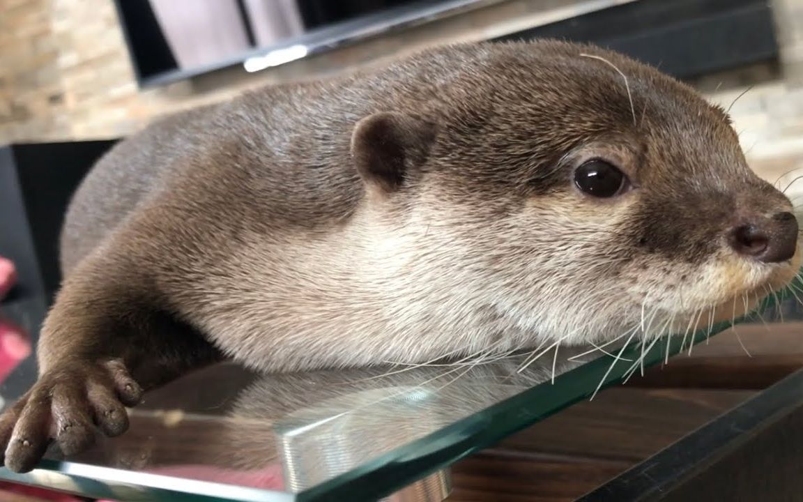 【水獭】夏天还是趴在茶几上最凉快,獭獭舒服的都不想动啦