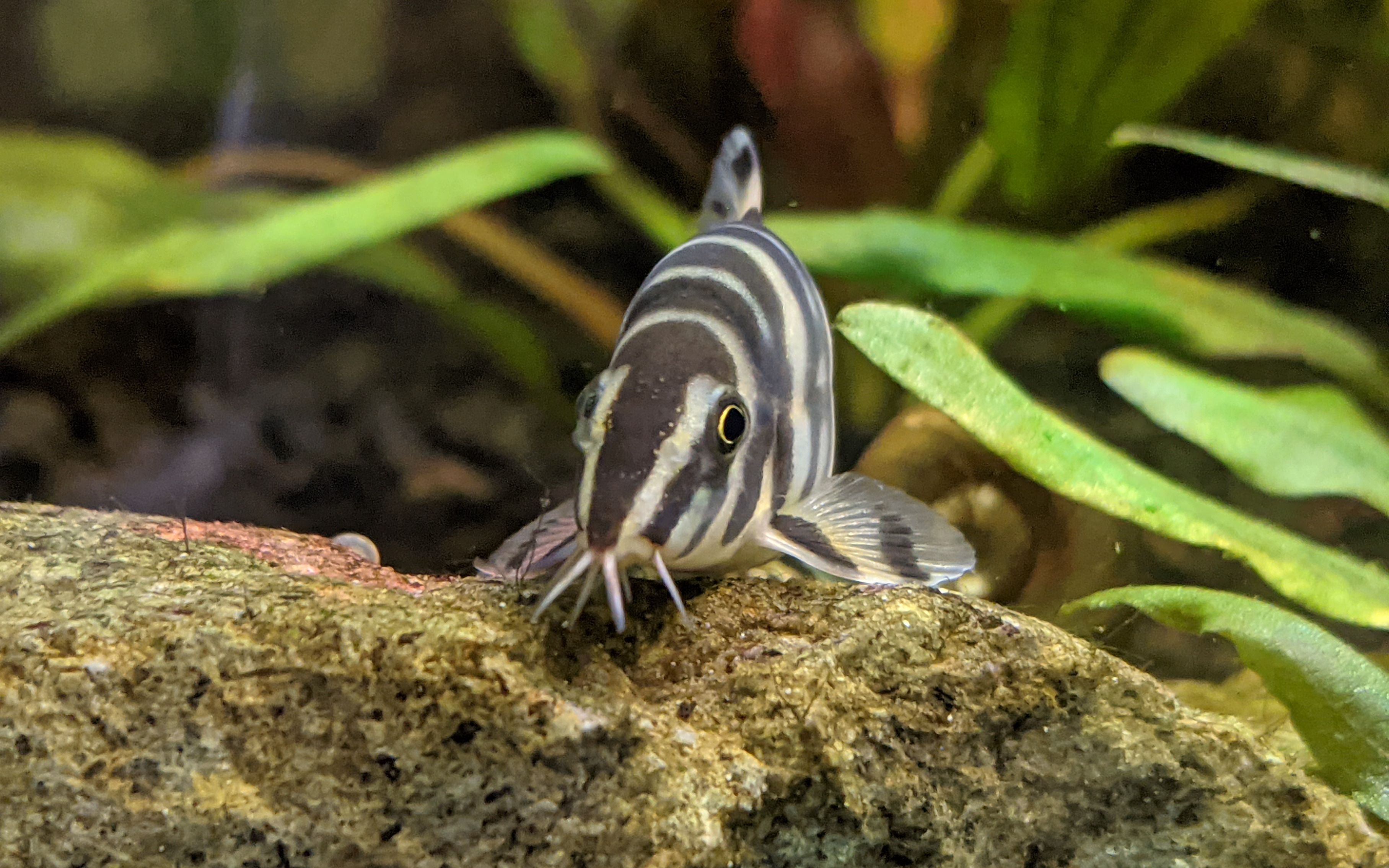 水族鱼草缸宠物档案 #3: 伊洛瓦底沙鳅 (Botia Histrionica) Golden Zebra Loach 原版英文 中英字幕哔哩哔哩bilibili