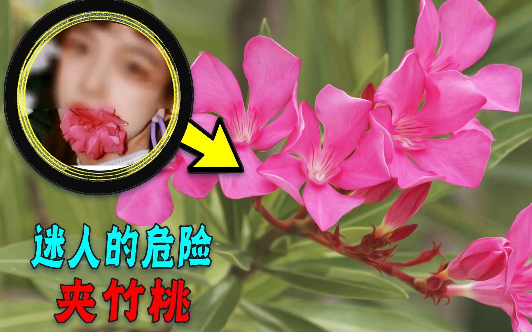 [图]少女为了拍照有多拼命？夹竹桃全身有毒，还敢含着拍！