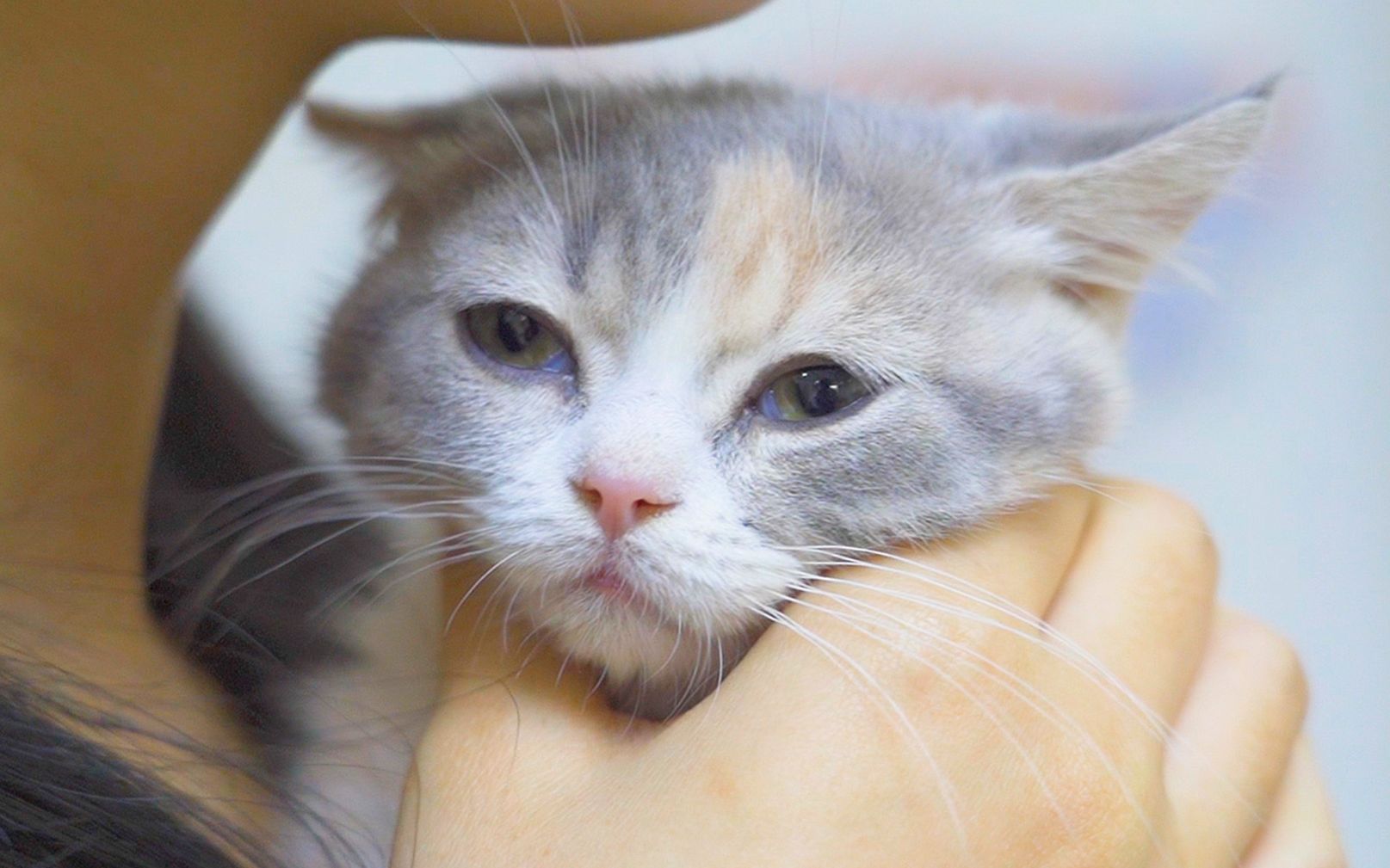最近几天在家玩猫的你……猫:我快秃了!-萌猫宝哥哥-萌猫宝哥哥-哔哩哔哩视频