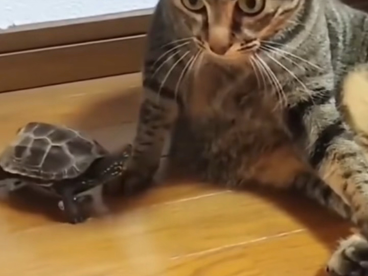 猫:这王八开挂了?