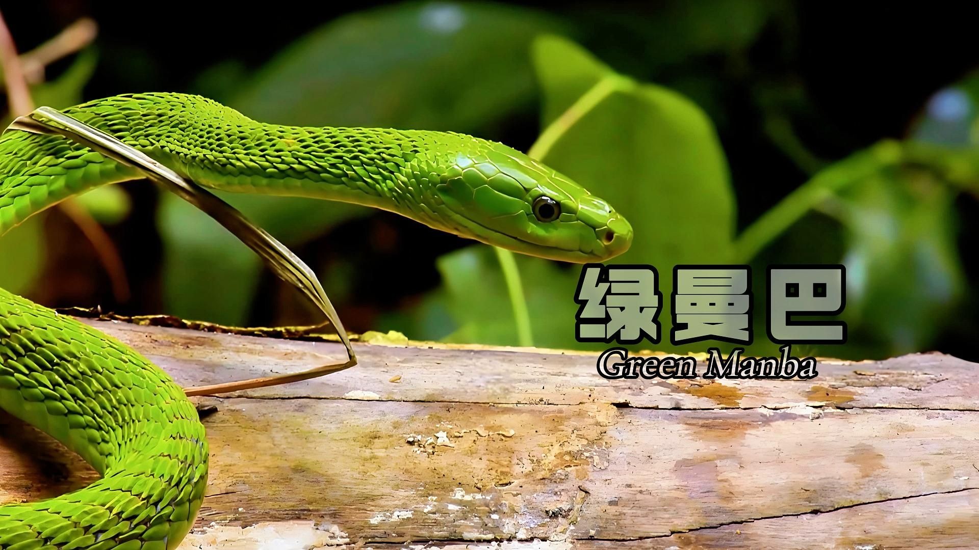 绿曼巴蛇真的很漂亮