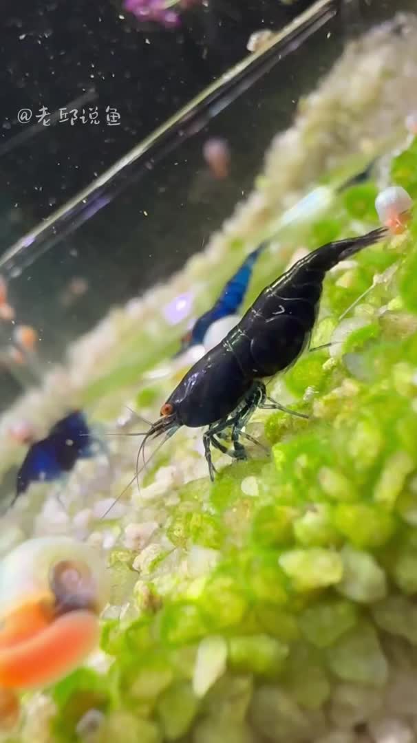 超美黑巧克力虾细节尽显魅力