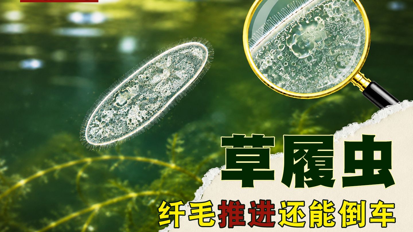 40 草履虫