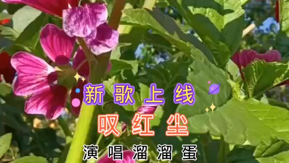 [图]伤感歌曲《叹红尘》伤感好听，句句入心，太好听了，百听不厌