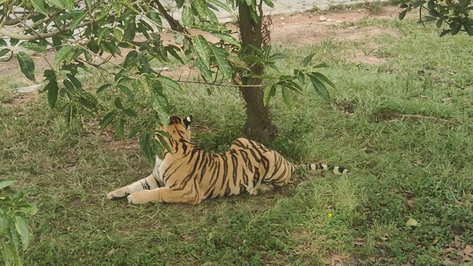 在树下乘凉的老虎,拍摄于深圳野生动物园2023.07.19