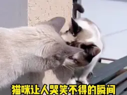 Video herunterladen: 今日坦白局，猫咪那些让人哭笑不得的瞬间，你敢揭露吗？