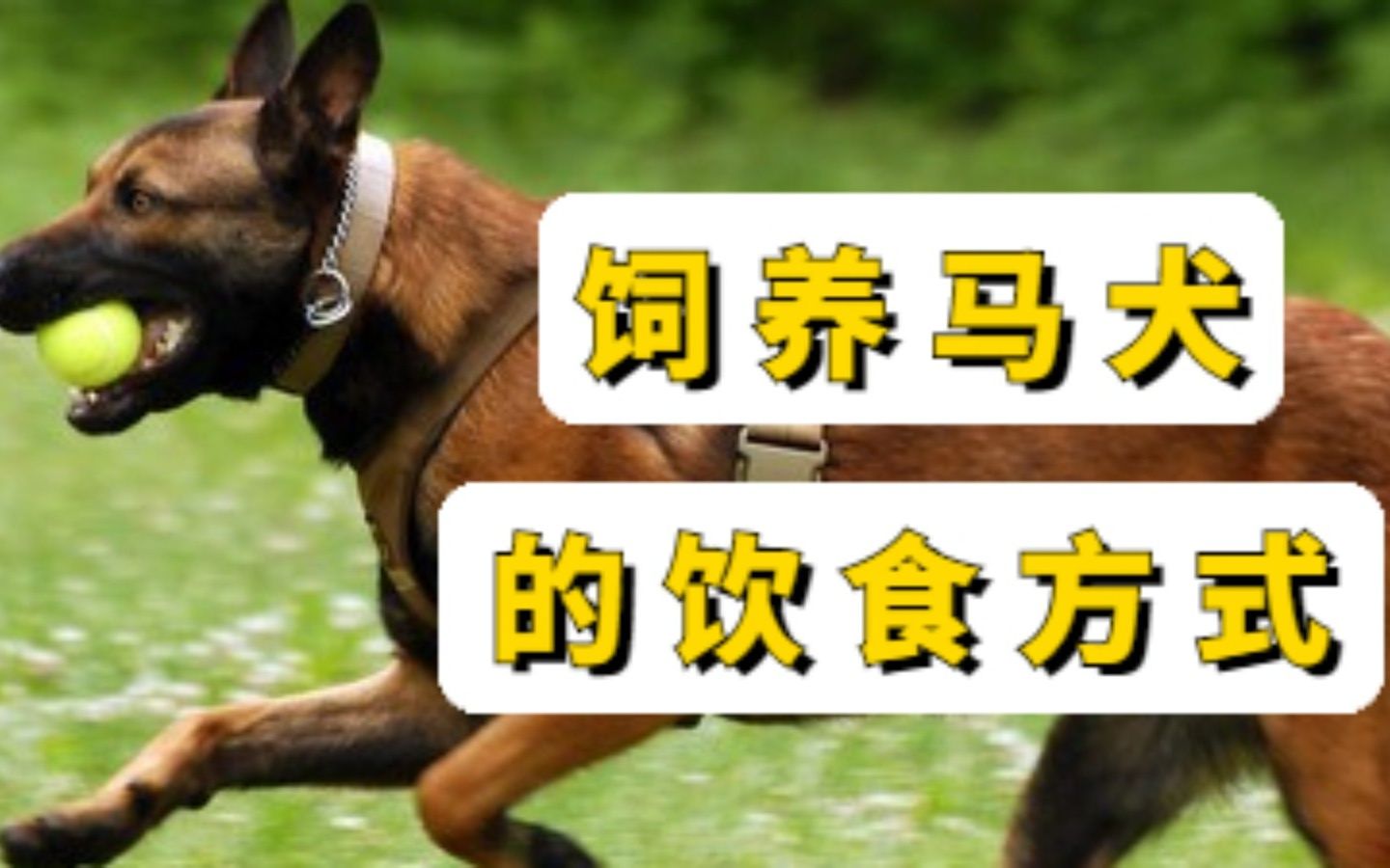 怎么健康饲养马犬?哔哩哔哩bilibili