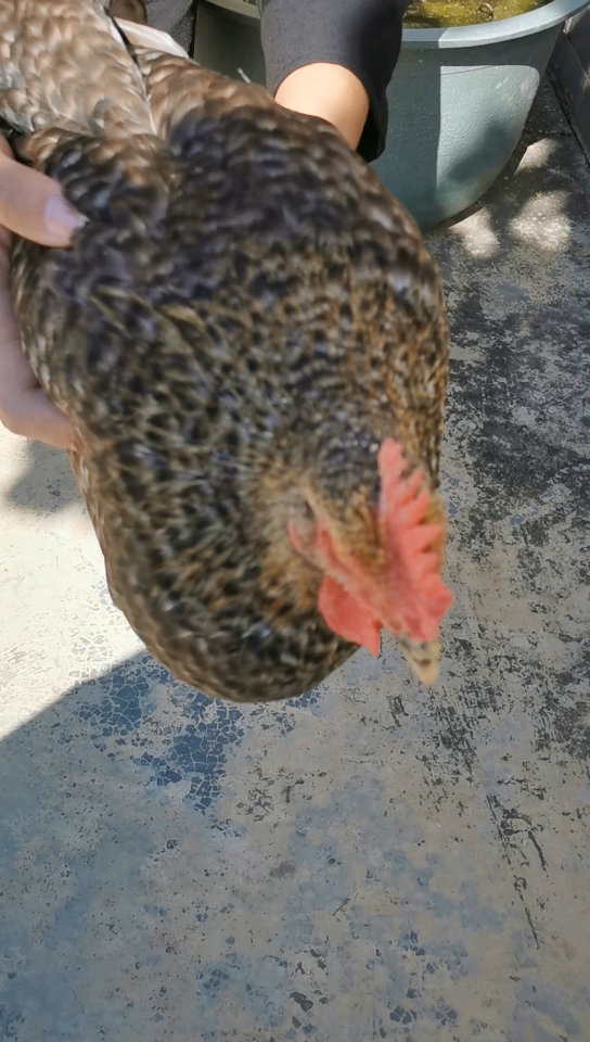 四轴强稳定陀螺仪