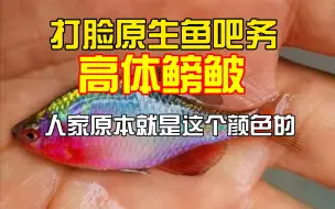 Download Video: 科普：高体鳑鲏在自然界它就是这个发色的，觉得我作假的可以@无穷小亮的科普日常 过来实锤我