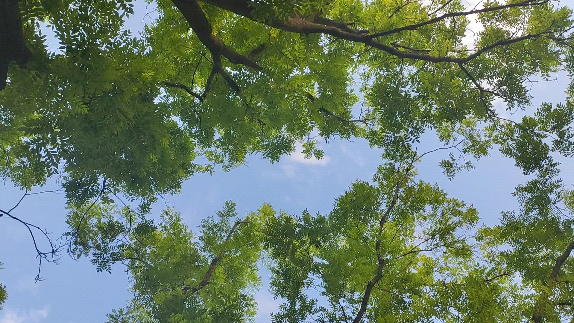 你看这绿叶多有夏天的感觉～