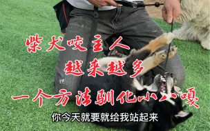 Скачать видео: 柴犬咬主人越来越多，一个方法驯化小八嘎