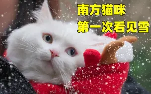 Download Video: 当南方猫咪第一次看见下雪，猫：这个雨好白