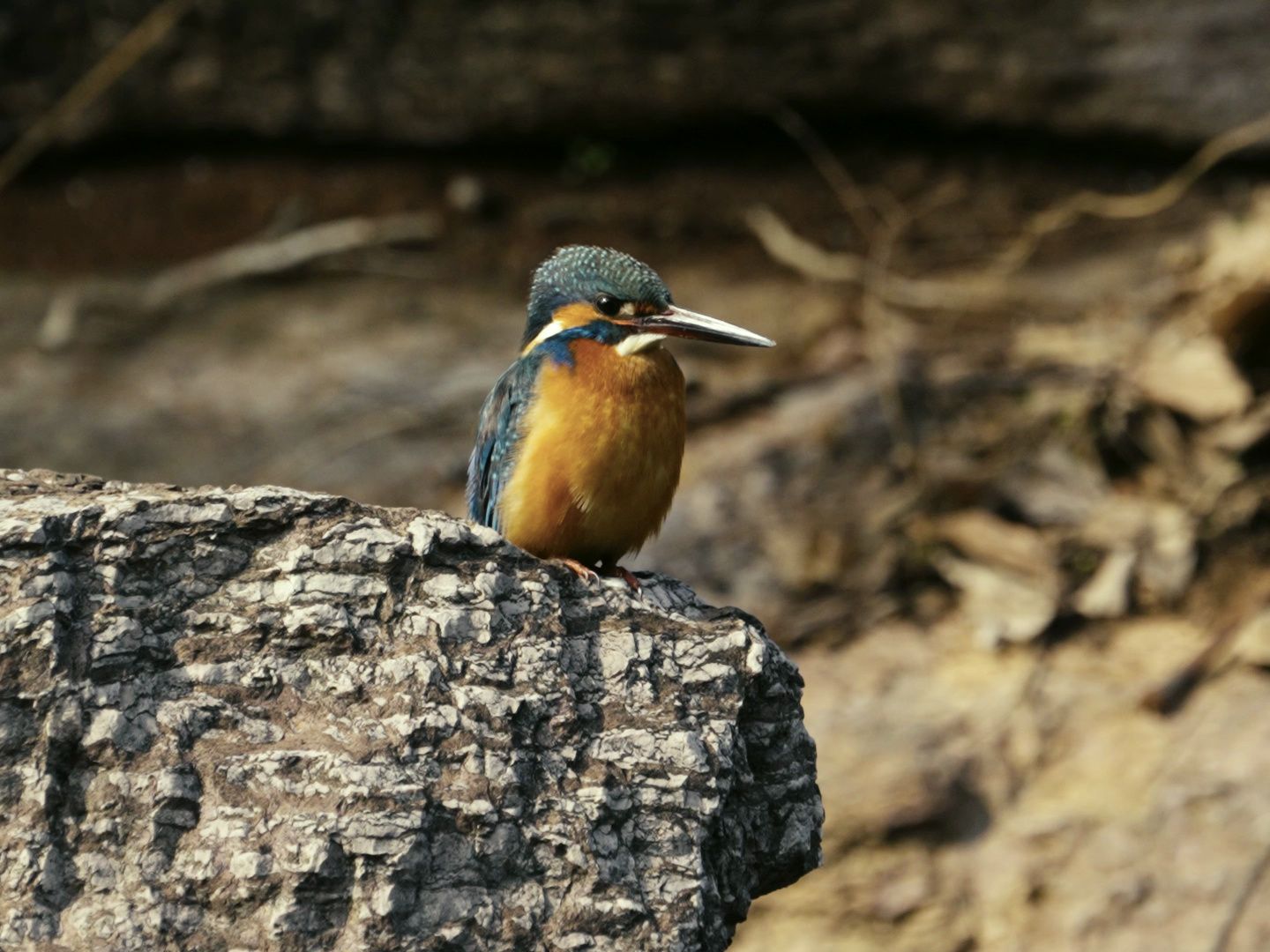 市政公园普通翠鸟