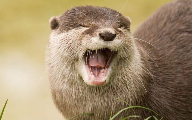 【水濑】举头吃饭饭,低头玩水水这土拨鼠叫得人撕心裂肺