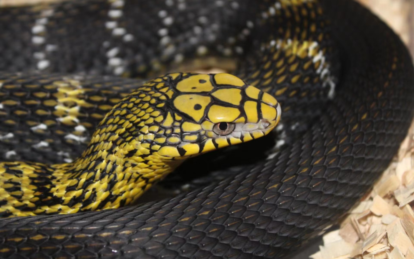 拍都拍了,不发出来就浪费了【王锦蛇】