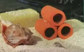 短蛸 哔哩哔哩 Bilibili