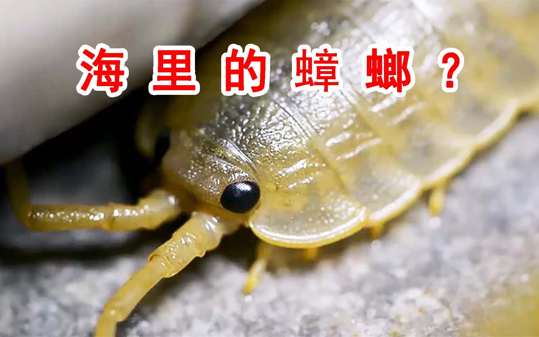 海蟑螂有毒吗图片