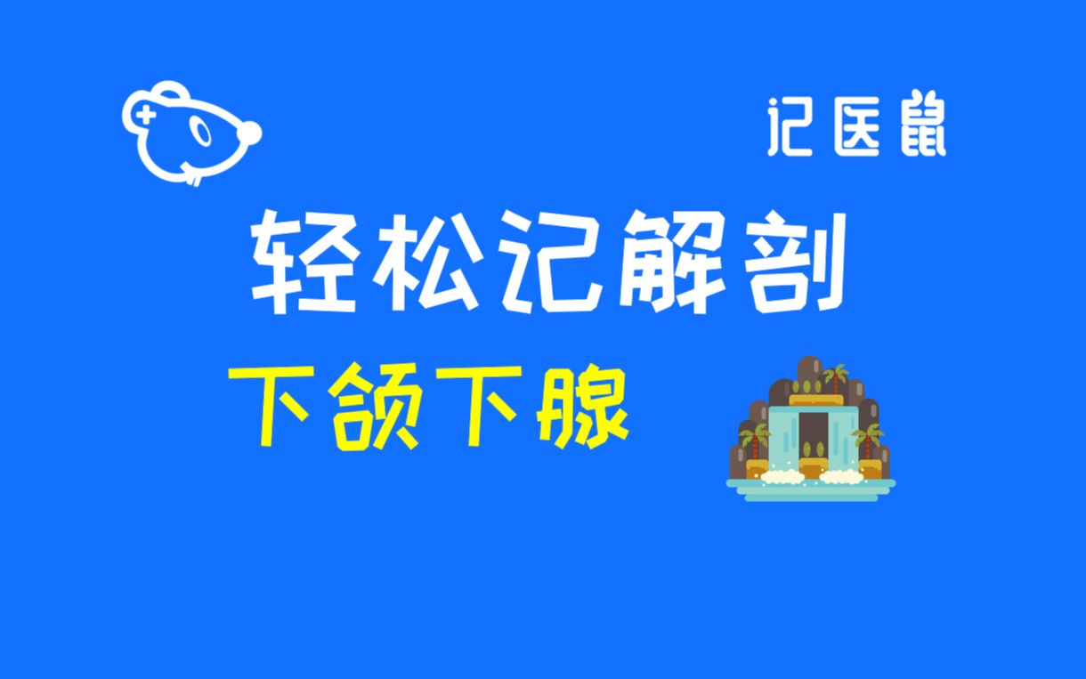 116 解剖 轻松记下颌下腺哔哩哔哩bilibili